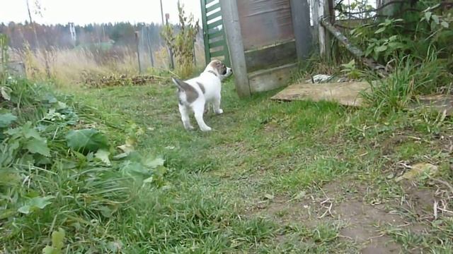 маленький щеночек алабая