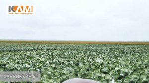 Капуста белокочанная Харрикейн F1