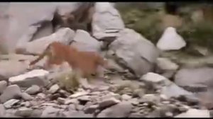 Никогда не сдавайся! Медвежонок и пума