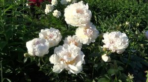 Пион ЧИНУК ? Paeonia CHINOOK: обзор, описание, цветение, отзыв