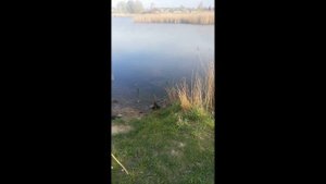 Тактика ловли карася! Лучшая наживка для карася! Как правильно ловить карася на фидер! Улов будет!!