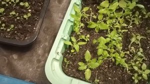 Пикируем немезию,мимулюс,немофилу,гвоздику.Прищипка.