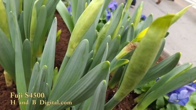 HandBDigital.com - FUJI S4500 Photo Review смотреть онлайн