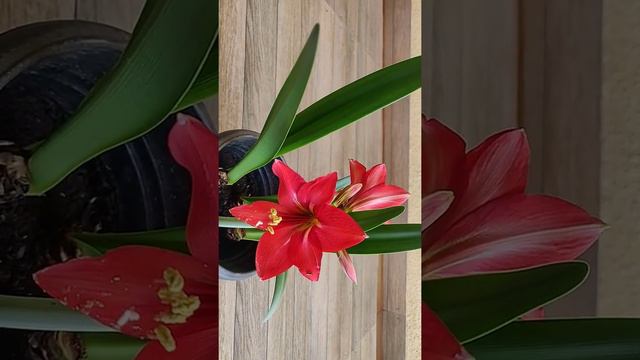 Amaryllis lily Blooming |#Amaryllislilybloom |#lilyblooms | #SummerBloom |#Pune #AmaryllisLily