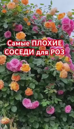 НЕЛЬЗЯ сажать розы рядом с ними