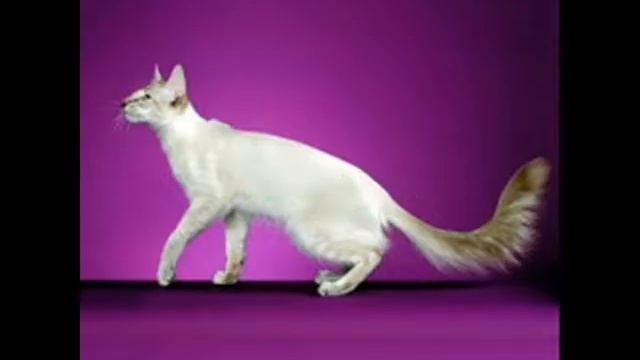 ПОРОДЫ КОШЕК