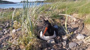 Наблюдаем за куликом-сорокой (Haematopus ostralegus) на гнезде.