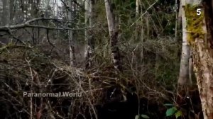 СЕРЕНОГОЛОВЫЙ СНЯТЫЙ НА КАМЕРУ САМАЯ БОЛЬШАЯ ПОДБОРКА