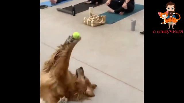 самые смешные приколы с домашними животными 😂🤣 смотреть онлайн