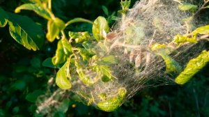 мы нашли кокон бабочки cocoon butterfly Kokon-Schmetterling