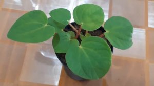 Peperomia Rana Verde Plant care and propagation