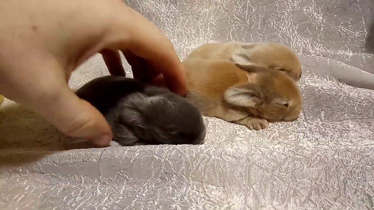 Вислоухие декоративные карликовые кролики Липецк