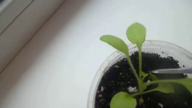 ПРИЩИПКА АМПЕЛЬНОЙ ПЕТУНИИ