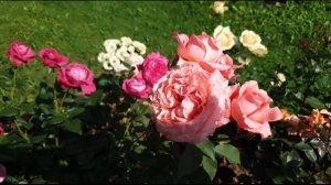 Обзор роз - первогодок: часть 8 | 29 сортов роз | Edith The Prince Capability Gravity Shukrani Cesa