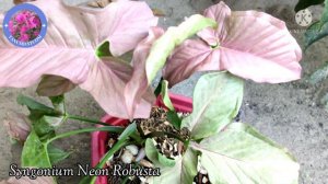 HOW TO CARE SYNGONIUM NEON ROBUSTA?