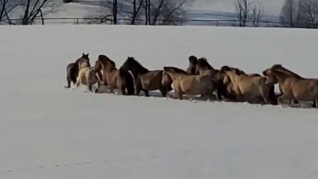 Табун. Жеребцы. производители. Хасан Идиятуллин. башкирские лошади. март 2021. смотреть онлайн