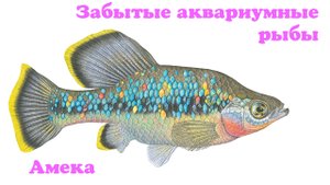 Забытые аквариумные рыбы -Амека(Ameca splendens)