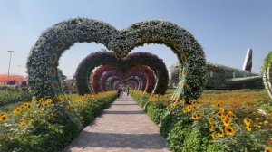 #DubaiMiracleGarden #MiracleGarden Dubai Miracle Garden. In settings Quality choose 4K for viewing.