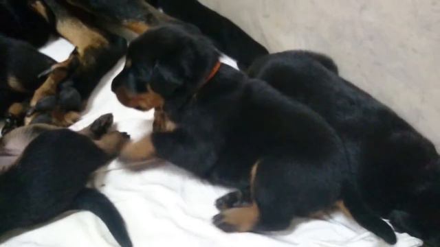 Щенки босерона (Жо и Галик) смотреть онлайн