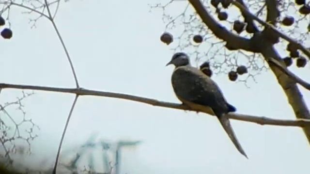 Nikon B600 Bird Watching #Zoom #test смотреть онлайн