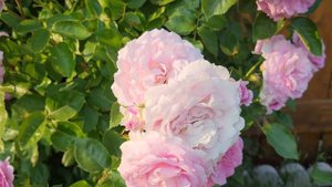 Arctic Blue Rose June 6, 2023
