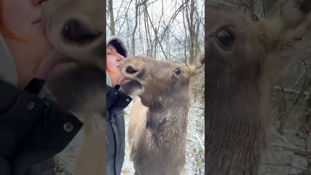 Утреннее приветствие от дружелюбной Веснушки не обходится без поцелуев смотреть онлайн