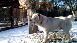 свободное окарауливание.mp4 берендей абай