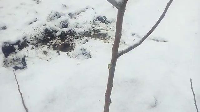 Обрезка саженцев на второй год ( часть 1 )