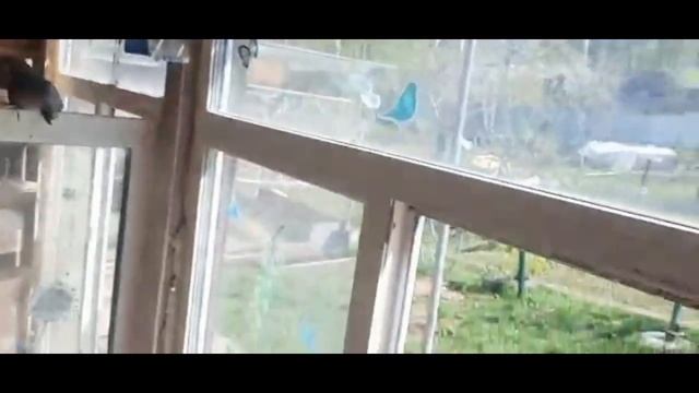 СРЕДНЕ АЗИАТСКИЕ ГОЛУБИ АХМАДА Часть 2 смотреть онлайн