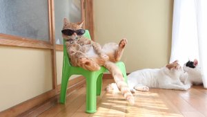 Кошки 2021 Смешные коты приколы с котами до слез – Смешные кошки 2021