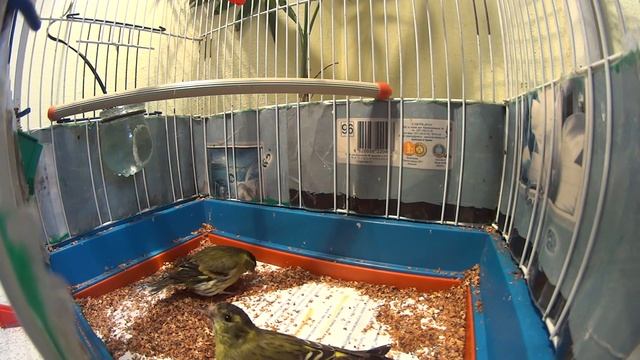 Чиж (Carduelis spinus) - Кормление семенами берёзы смотреть онлайн