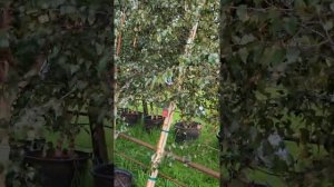 *SHORT* Royal Frost Birch