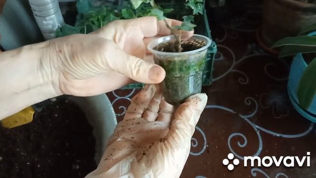 Перевалка- пересадка, чем отличаются эти две процедуры