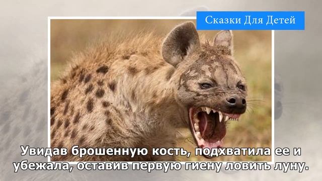 Гиена и луна | Сказки Для Детей смотреть онлайн