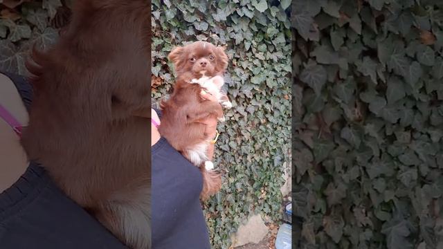 продажа 🥰 чихуахуа Майбах 10 месяцев,красавец 89787458062 доставка оговаривается индивидуально смотреть онлайн