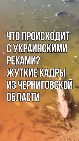 На Украине массово погибает рыба. Смотрите, что творится в реке Десна. Кадры из ТГ-каналов Чернигова