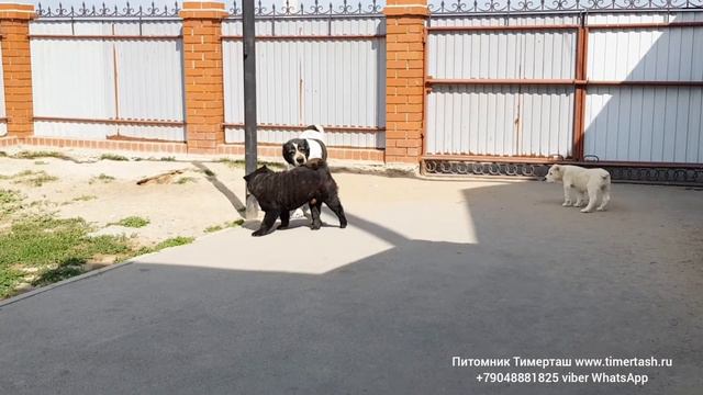 Наша нянька Азочка ❤❤❤ Любимая Шахназа 9,5 лет  Вопросы по +79048881825 viber whatsapp или на www.t смотреть онлайн