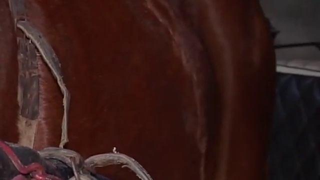 Час Порад - Як правильно запрягати коня смотреть онлайн