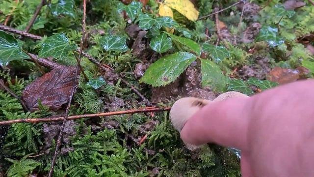 Trompettes de la Toussaint !01/11/21 смотреть онлайн