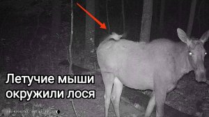 Летучие мыши хотят выпить кровь Лося? Медведи и кабаны на фотоловушке.