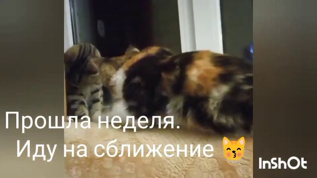 Наша кошечка Маня/Первые дни в нашем доме/Начало дружбы с Басей/