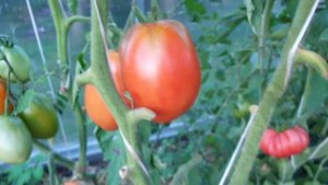 Сорта томатов, которые буду повторять. Проверено на грядке. Мясистые, крупные, сладкие, урожайные.