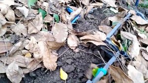 Как я сохраняю саженцы клубники зимой.