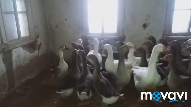 Гуси /geese Крупная серая vs мамут какая порода крупнее??