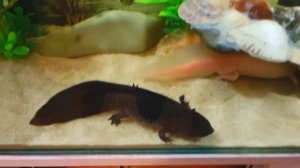 Натали и ее необычные питомцы Аксолотли #аксолотль
