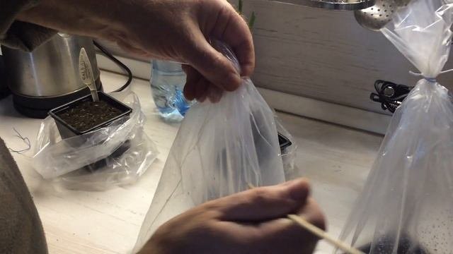 #2 Как вырастить рододендроны из семян | Часть 2 | Уход за сеянцами рододендрона в первые 2-3 месяц