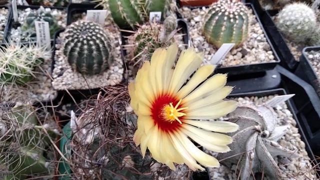 Мои кактусы цветут.Астрофитумы.Гимнокалициумы.Корифанта.Kakteen.