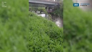 В Ивановской области на реке Уводь произошел массовый мор рыбы