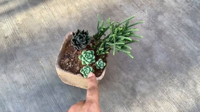|| UPDATE VIDEO OF INDIRECT BRIGHT LIGHT ARRANGEMENT || SUCCULENT CARE TIP VIDEO || смотреть онлайн