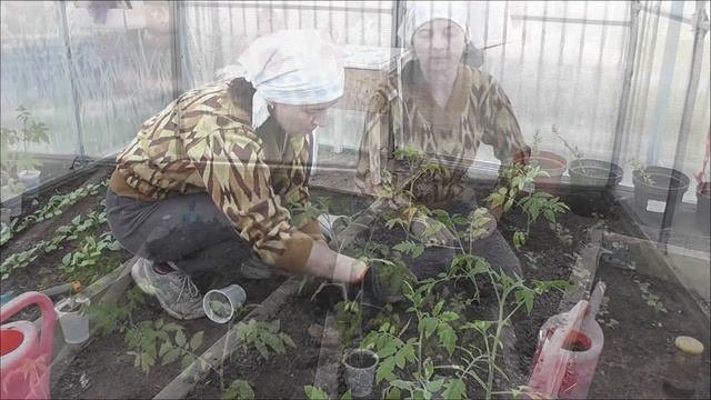 Выращивание томатов в теплице.Часть 1. Я сажаю.